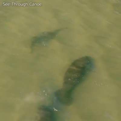 🔥 Sawfish Meets Manatees in Tampa Bay. A rare moment when the paths of 2 unique endangered species of animals converge.