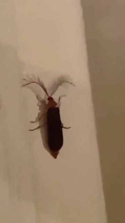 Eyelash bug
