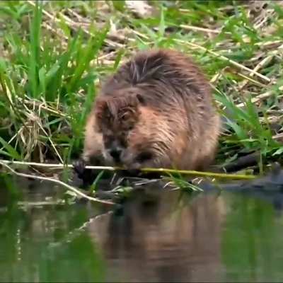 A day in the life of a beaver
