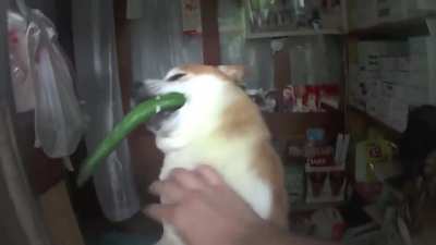 This shiba used to own store in Tokyo