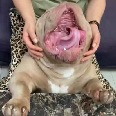 Абсолютный юнит