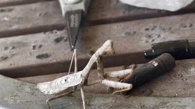 My girlfriend found a big praying mantis on the patio.