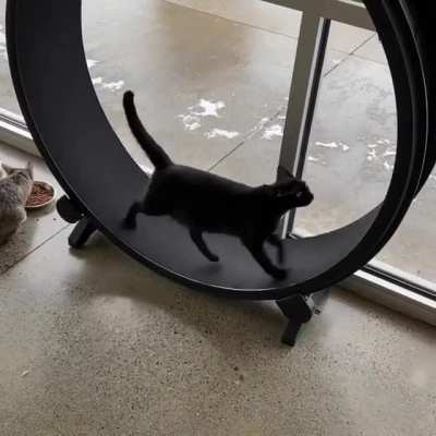 My Local Cat Cafe / Adoption Center Posted This on Facebook. Though You All Might Enjoy It Too.