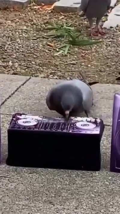 What would a pigeon do?