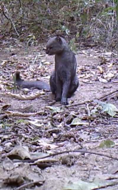 🔥 Rare footage of a Jaguarundi. This vocal, yet elusive feline is native to the Americas and sometimes referred to as the ‘otter-cat’. It has at least 13 distinct calls and is closely related to the Puma
