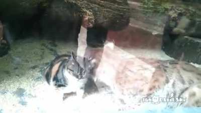 Котики