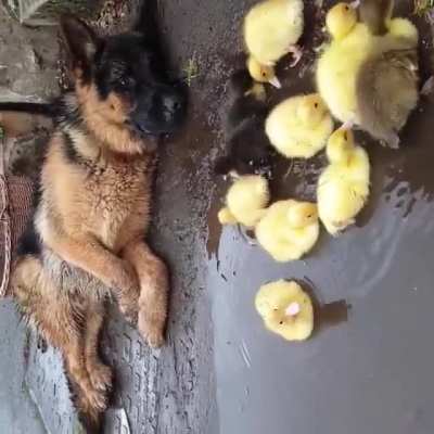 They found a pretty good protector