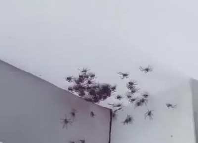 Baby spiders coming from the cracks in the walls.