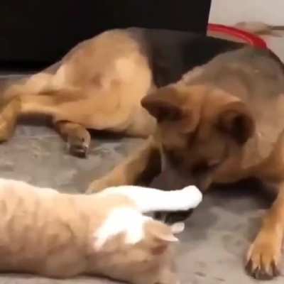 These slaps are doggo approved