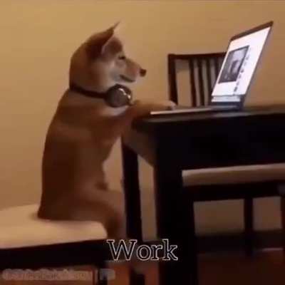Shibe