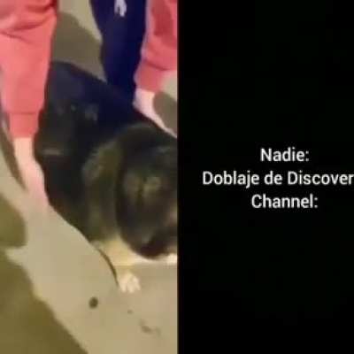 El canino con sobrepeso