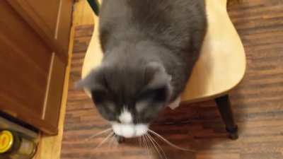 Blep On Switch.