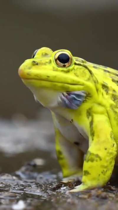 🫘