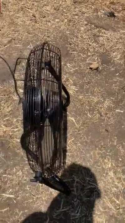 Keeping the chooks cool on hot days!