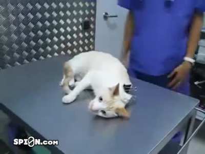 Cat.exe crashed