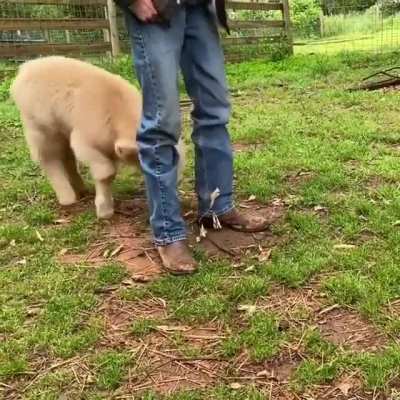 boop boop
