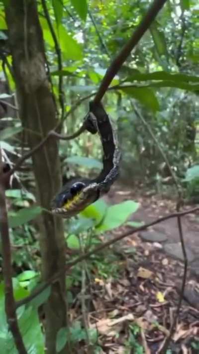 When facing a potential threat, the hawk moth caterpillar (𝘚𝘱𝘩𝘪𝘯𝘨𝘪𝘥𝘢𝘦) takes the form of a pit viper.