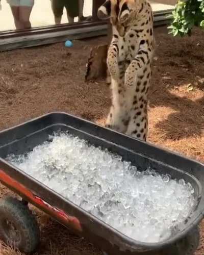 Wild kitty and ice