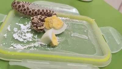 ëgg