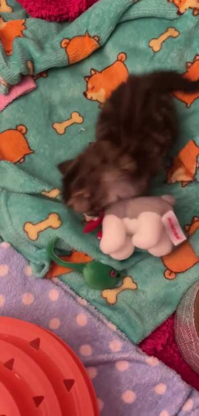 Baby Clementine just learned how to play. Sadly she doesn’t have any siblings to play with so a toy will have to do 🐱