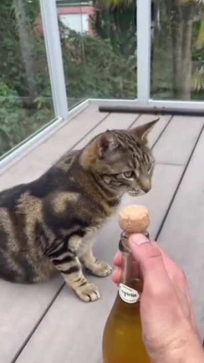 Poor cat