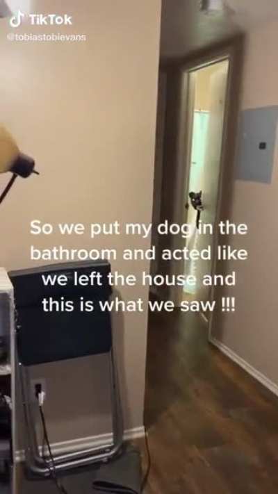 Who says dogs aren’t smart