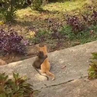 🔥 Monkey hugging a cat
