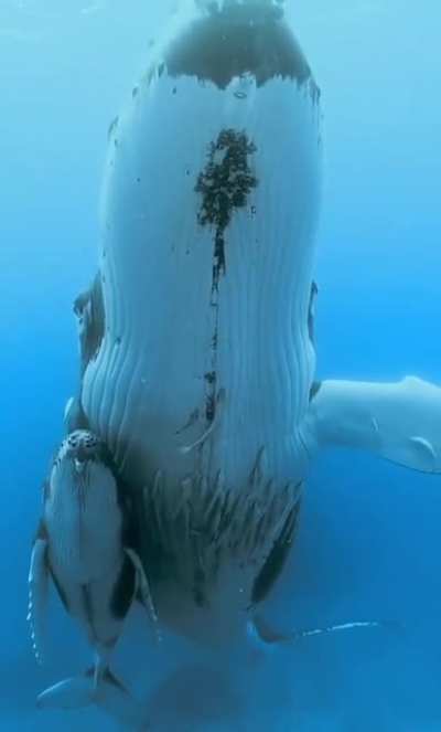 Here for the krill