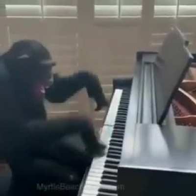 Pianist monke 😳