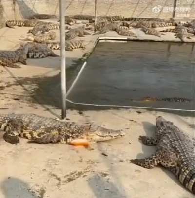 FunnyAnimals - Video #3369