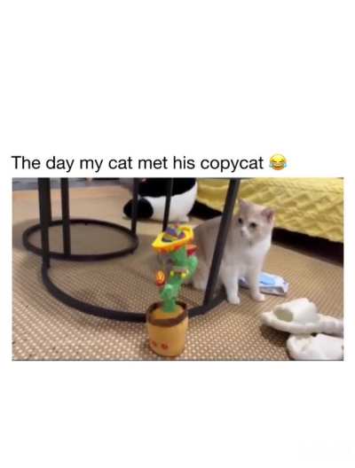 Cat meets his copycat😂