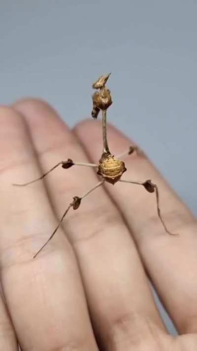 Gongylus gongylodes, wandering violin mantis