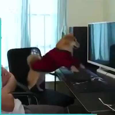 Dog rage quits game.