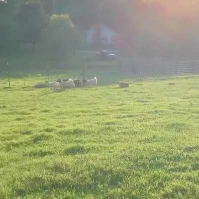 henry, goat whisperer: a short film