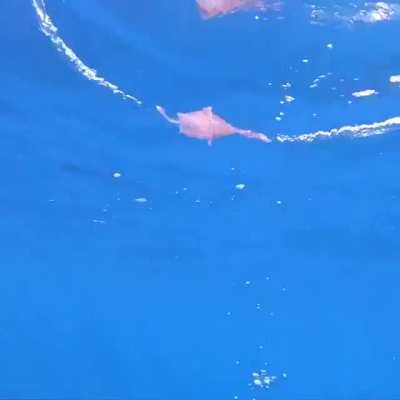 🔥 Gnarly Little Jellyfish getting caught in a bubble ring!