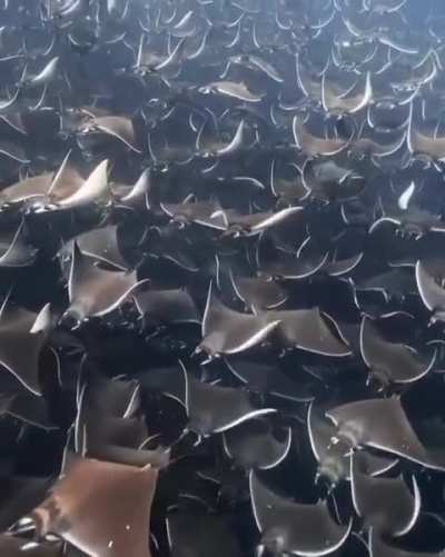 Mobula rays migrate in huge numbers along the waters of Baja California Sur, heading toward Cabo San Lucas.

These large gatherings are believed to be linked to breeding, feeding, and safety in numbers, helping them evade predators