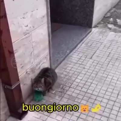 Bonjour