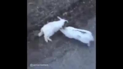 Poor rabbit