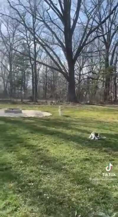 BOOP