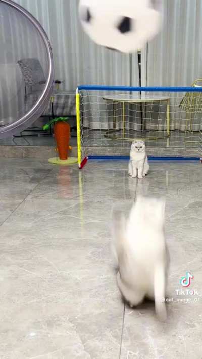 meow