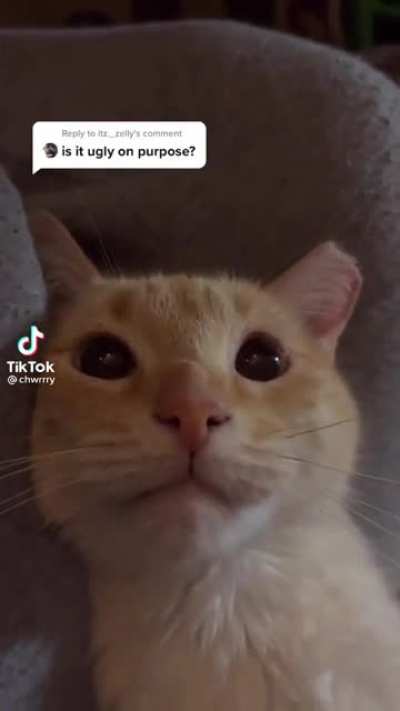 Halo did no like that question