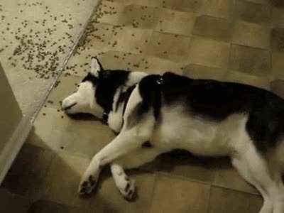 Someone’s gone on a kibble bender.