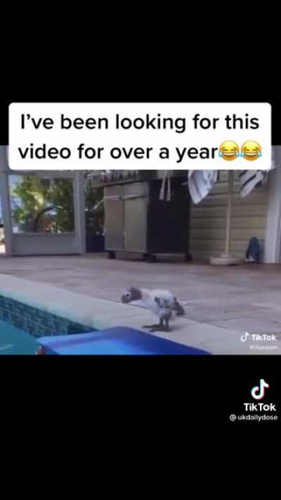 What do i have with these animal commentary’s 😂