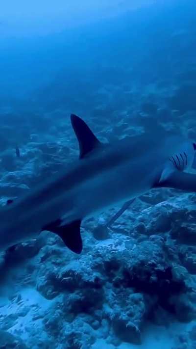 Absolutely gorgeous female thresher. It's almost like she's saying 