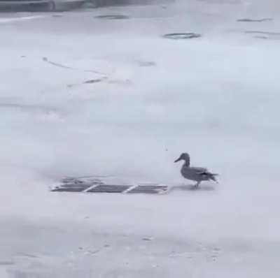 Human saves ducklings for mama!