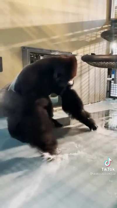 Zola showing off his famous dance moves