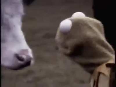 There's bulls here?
