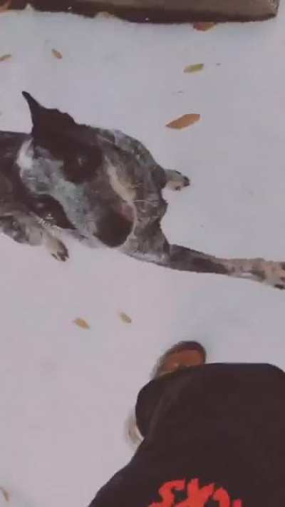 My dog’s first snow day, and for some reason jumping on another resident’s car seemed appropriate 😂🤦🏼‍♀️