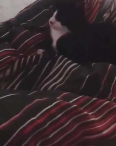 Barking cat