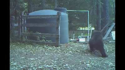 Bear gets hit in the nuts for messing with water tank